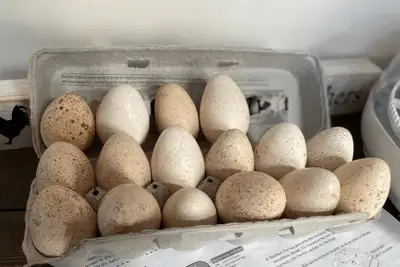 Looking for turkey hatching eggs. Hoping for heritage breeds but open to any. Looking to pay $50 or...