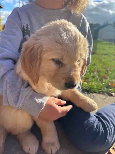 Purebred Golden Retriever Puppew, View more