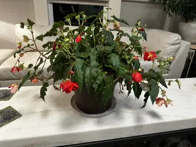Begonia Large Houseplant Winged Variety, View more