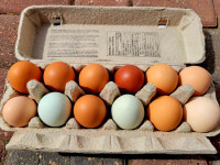 EGGS FOR SALE 