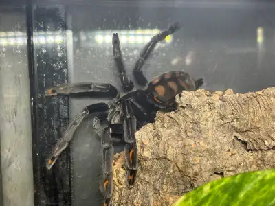Venezuelan Suntiger Tarantulas, View more