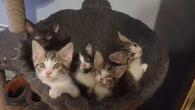 Love Has Tiny Paws and the Sweetest Eyes, View more