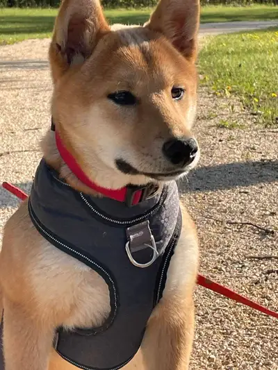 SHIBA INU, View more