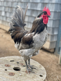 Lovely rooster