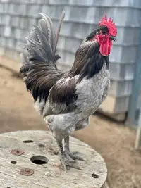 (Lovely rooster). Pending Pick Up