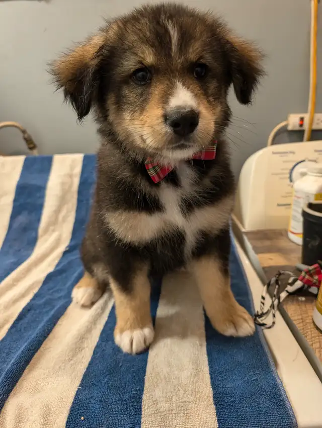 Bouvier Bernois X Husky(Prêt a partir ce weekend) in Dogs & Puppies for Rehoming in Victoriaville - Image 6
