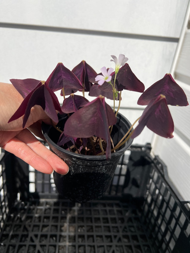 Butterfly plant Oxalis Triangularis Purple Shamrock in Plants, Fertilizer & Soil in Longueuil / South Shore