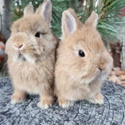 Happy New Year! EXTRAORDINARY baby dwarf bunny rabbits! Delivery to Hamilton and GTA from Montreal o...