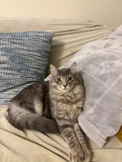 British blue hair kitten, View more