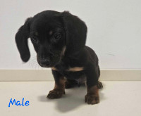 Miniature Dachshund Puppies! Only 1 left! Now ready to go!