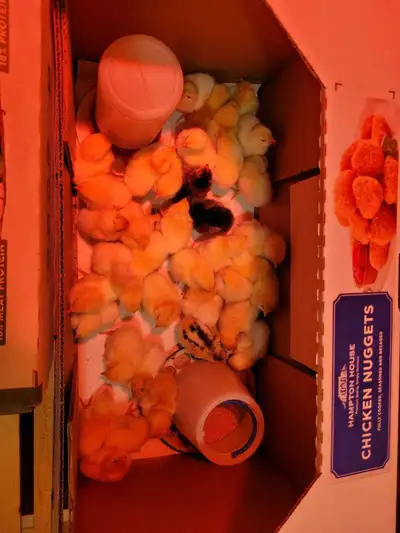 chicks for sale , View more