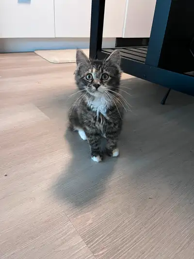 Two Sweet 10wk old Kittens Looking for Their Forever Home!, View more