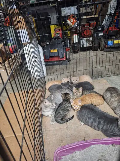 Kittens for rehoming, View more