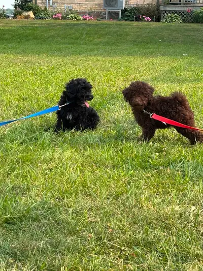 Cockapoo Puppies, View more