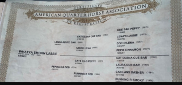 4 SALE 14yr Registered Dun Quarter horse mare in Horses & Ponies for Rehoming in London - Image 4