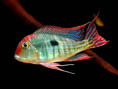 SALE $15ea!! Beautiful little Geo’s are in stock…approximately 1.25-1.5” these little guy’s came in...
