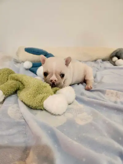 CKC registered French Bulldog Puppies, View more