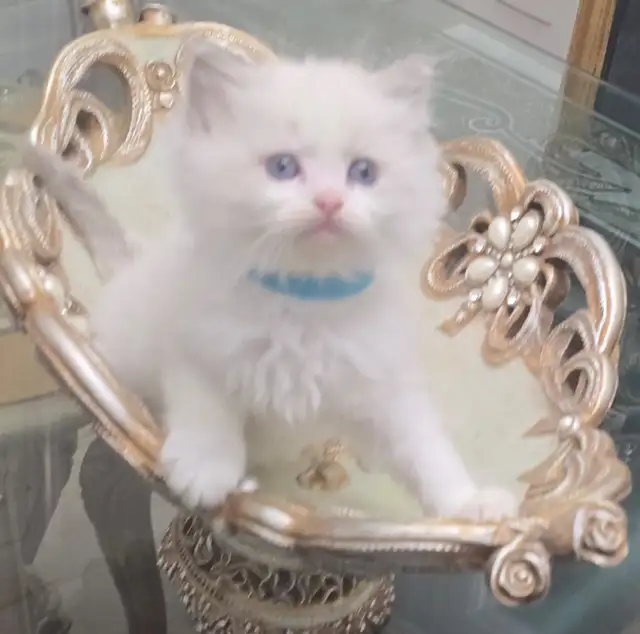 100% Pure ragdoll kittens. Both Parents onsite.