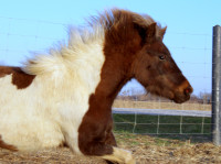 Miniature ponies / horses 