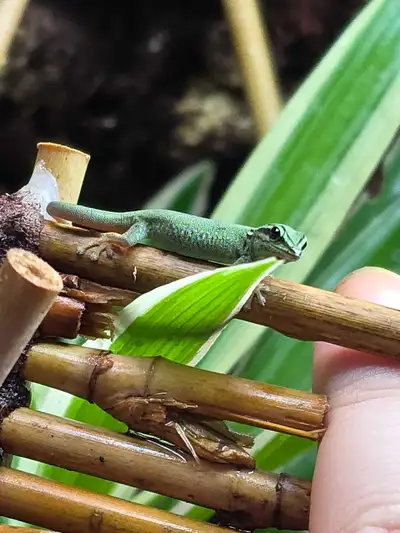 Juvenile Electric Blue Day Geckos, View more