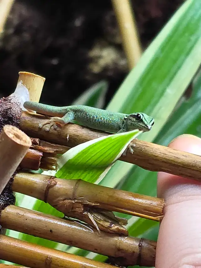 Juvenile Electric Blue Day Geckos in Reptiles & Amphibians for Rehoming in Kawartha Lakes - Image 2