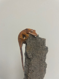 Crested gecko hatchlings 