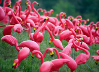 WISH SOMEONE "HAPPY BIRTHDAY" WITH A LAWN FULL OF PINK FLAMINGOS
