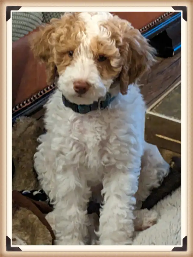 Cavapoo Puppies - Health Tested - Fox Reds! in Dogs & Puppies for Rehoming in Ottawa - Image 9