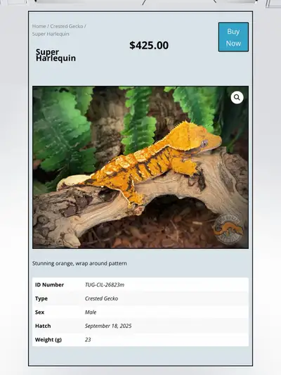 CRESTED GECKOS - Top Quality -Available Now!, View more