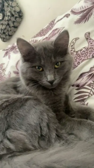kitten for sale, View more