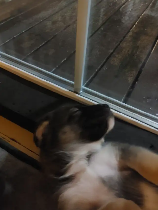 Chio a vendre husky croisé Braque almand Labrador in Dogs & Puppies for Rehoming in Lanaudière - Image 6