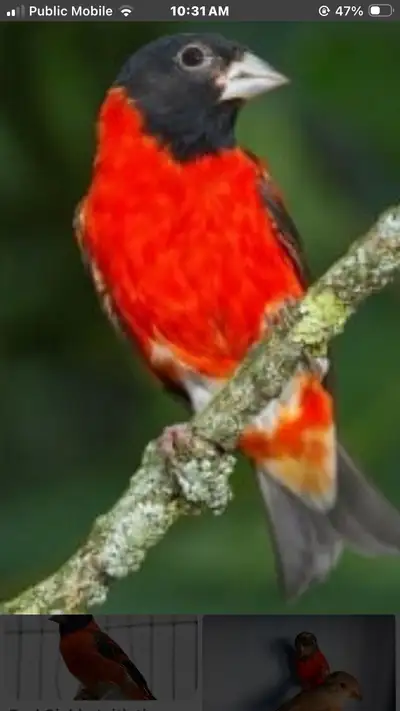 Red Siskin looking for, View more