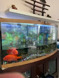 FREE fish tank