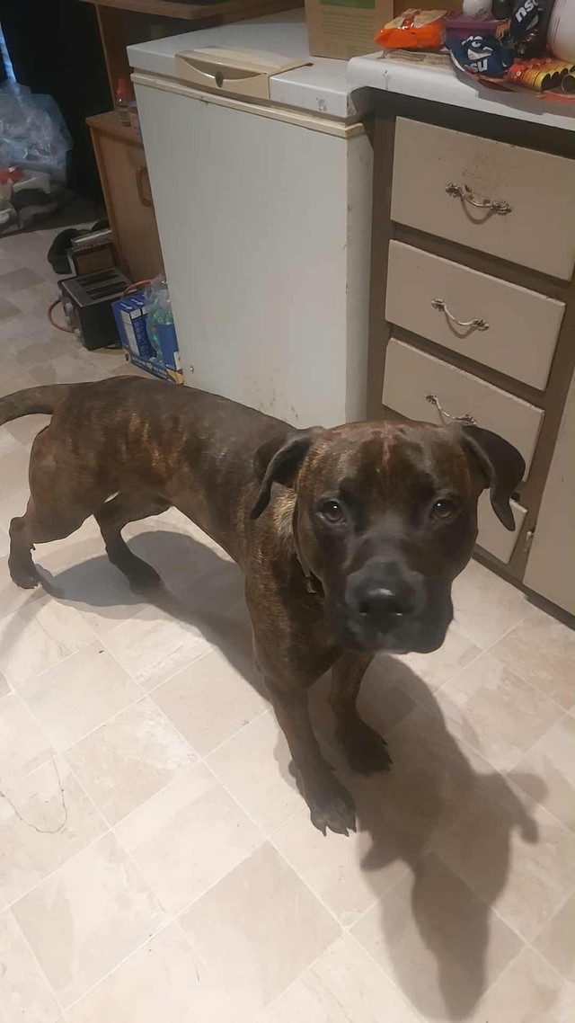 Hi my name is Diesel in Dogs & Puppies for Rehoming in City of Halifax - Image 2