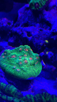 Corals for sale or trade