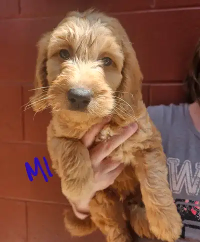 F1b goldendoodle puppies, View more