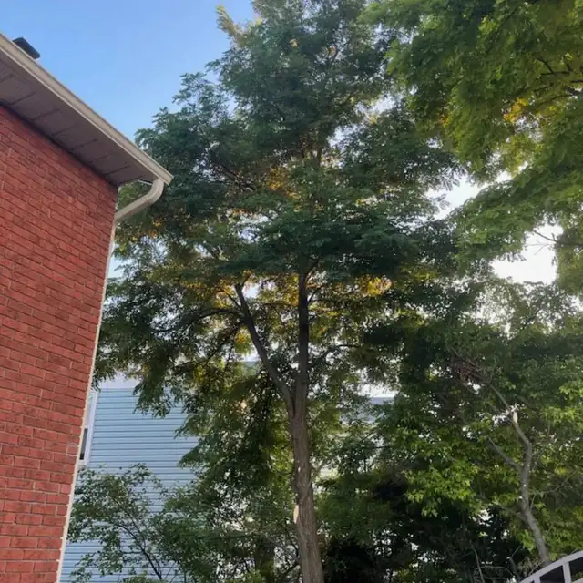 tree service62863222105730125
