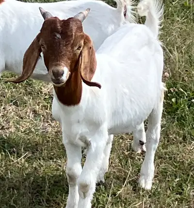Boer buckling for sale, View more
