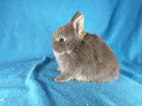 EXTRAORDINAIRE bébé lapin nain néerlandais* Netherland Dwarf