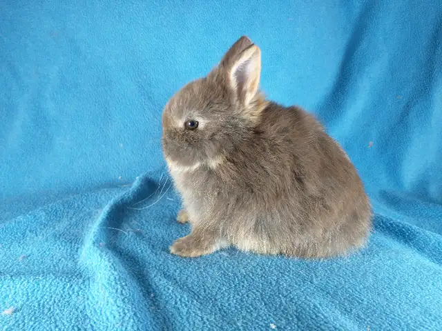 EXTRAORDINAIRE bébé lapin nain néerlandais* Netherland Dwarf in Small Animals for Rehoming in City of Montréal - Image 2