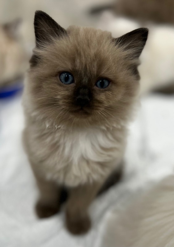 Cute and playful pure Ragdoll kittens! (2 males & 1 female left) Cats & Kittens for Rehoming