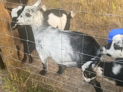 Nigerian Dwarf Goats, View more