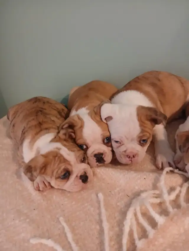 Adorable Mini Bulldogs are available!!! in Dogs & Puppies for Rehoming in City of Toronto - Image 7