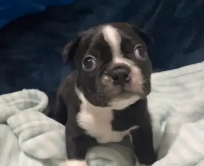 Boston terriers, View more