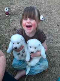 German shepherd/husky/Norwegian elkhound puppies for sale