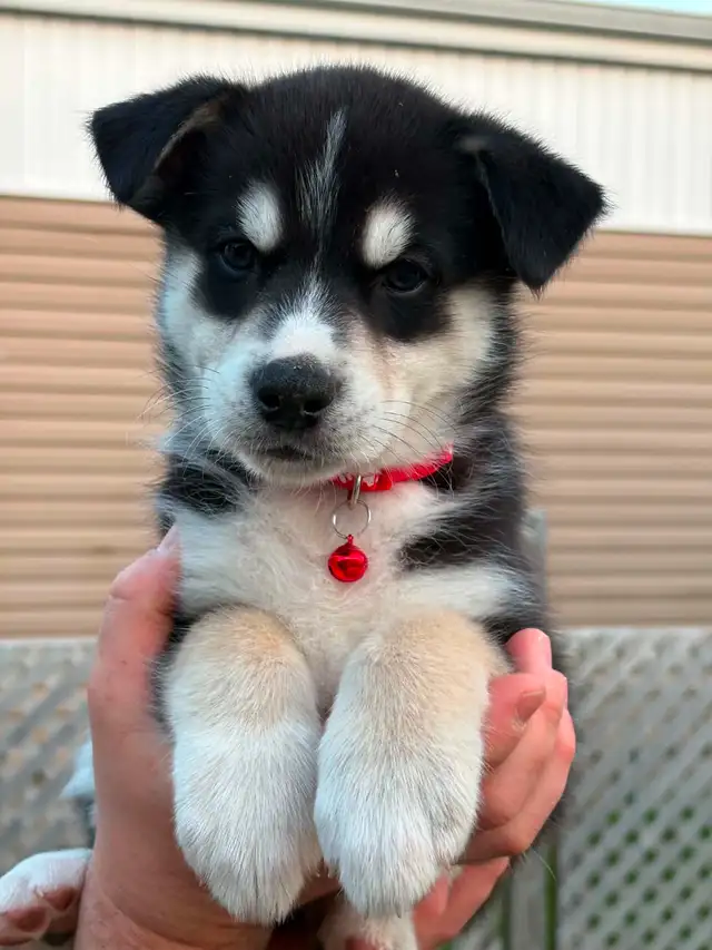 Puppies for Sale, Ready for Adoption, Husky