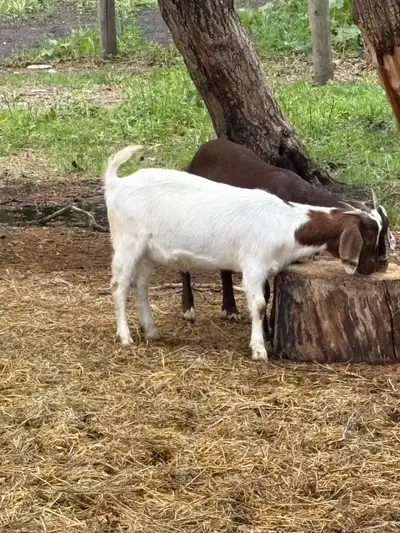 I have a couple females I could sell. They are a year old they could be pregnant.. So they might not...