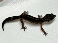 Black night leopard geckos