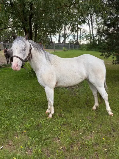 2023 POA gelding, View more