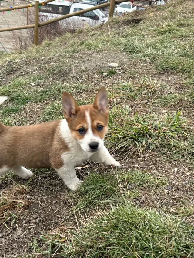 cowboy corgis in Dogs & Puppies for Rehoming in Vernon - Image 8